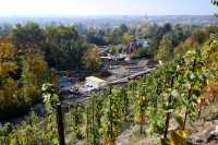 Praha 7 | Revitalizace skalního masivu v Zoo Praha – návrat vinné révy